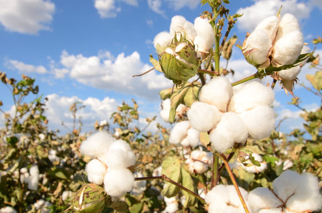 Organic cotton - Why we use it